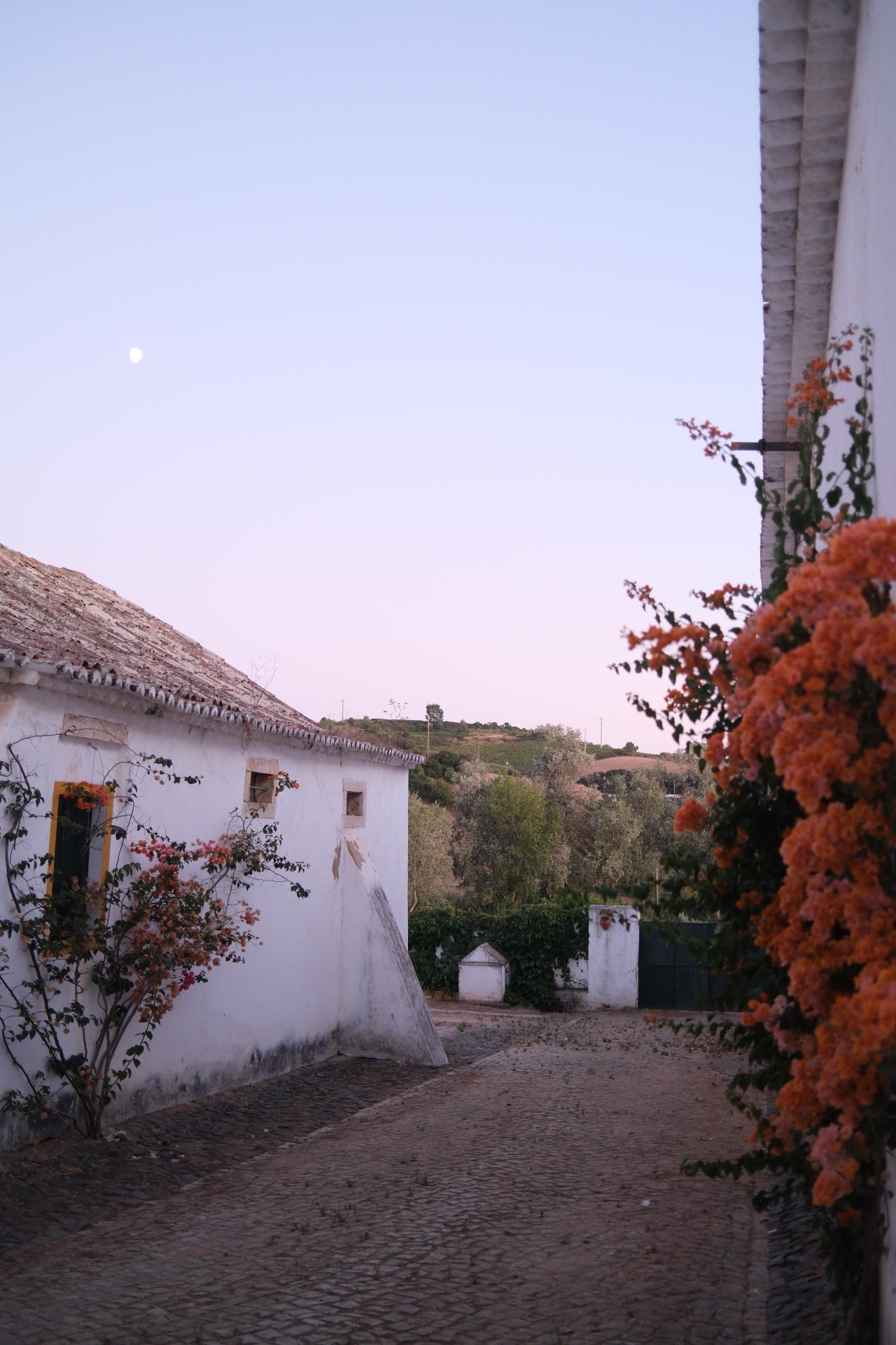 Whitewashed village houses with bougainvillea at dusk